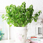 茱莉亞甜薄荷 | 清涼口感 | 最涼品種 | 陽光植物