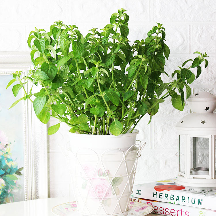 茱莉亞甜薄荷 | 清涼口感 | 最涼品種 | 陽光植物