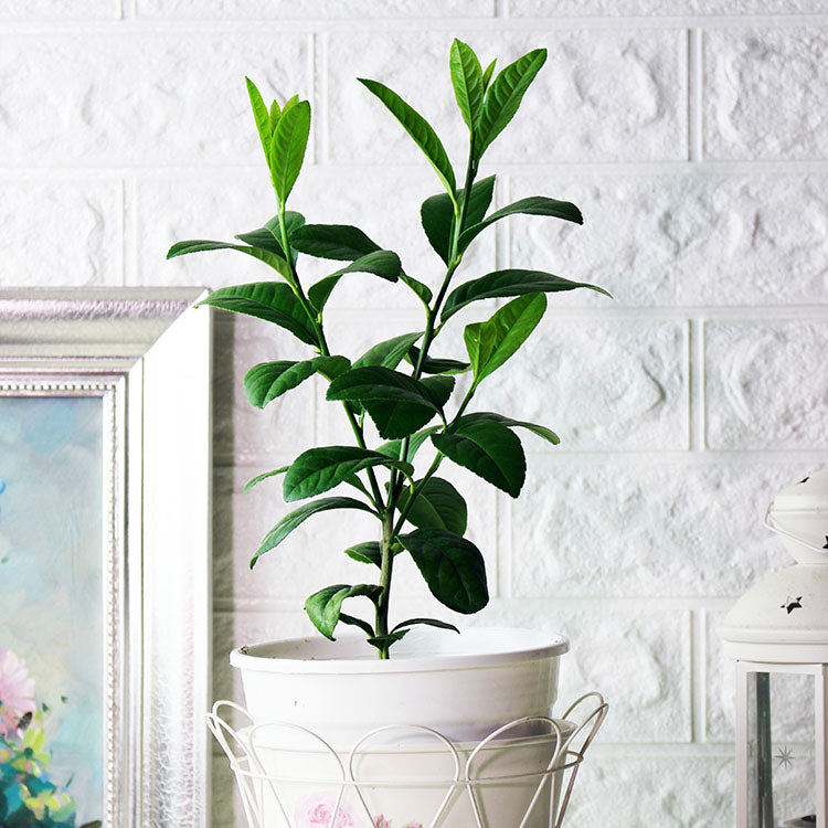 墨脫檸檬 | 製作陳皮 | 枸櫞 | 陽光植物