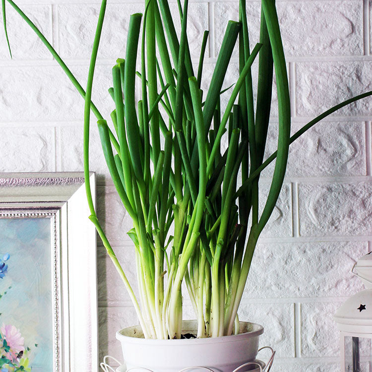 蔥盆栽 | 多汁且較不辣 | 台灣粉蔥 | 陽光植物