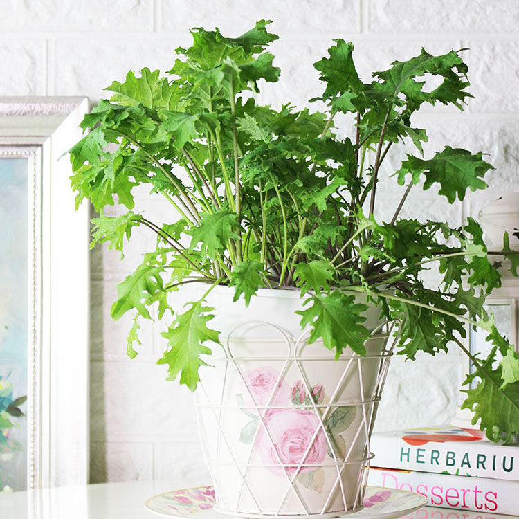 俄羅斯羽衣甘藍 | 營養滿分 | 陽光植物