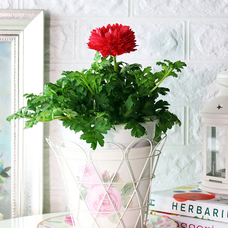 歐洲銀蓮花 | 白頭翁 | 西班牙萬壽菊 | 陽光植物