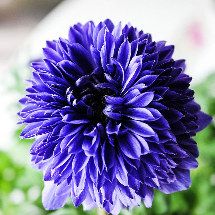 歐洲銀蓮花 | 白頭翁 | 西班牙萬壽菊 | 陽光植物