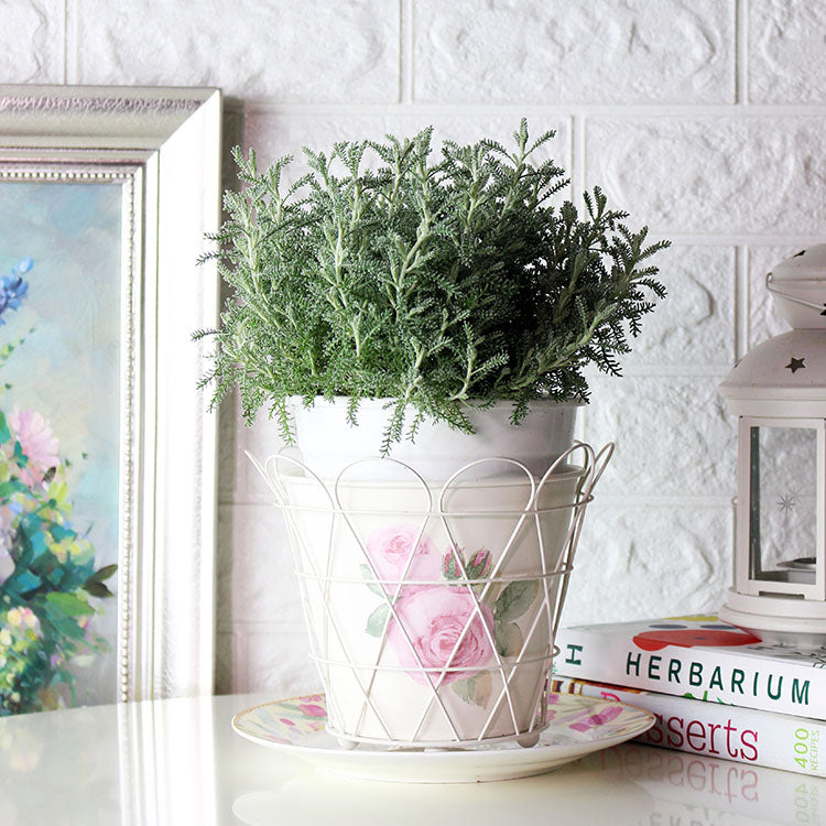 薰衣草棉 | 黃色球狀花朵 | 棉杉菊 | 陽光植物