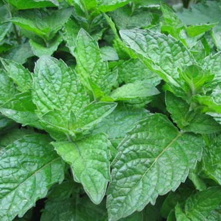 葡萄柚薄荷 | 趕走蒼蠅 | 土耕 | 濃郁的香氣 | 泡茶 | 陽光植物