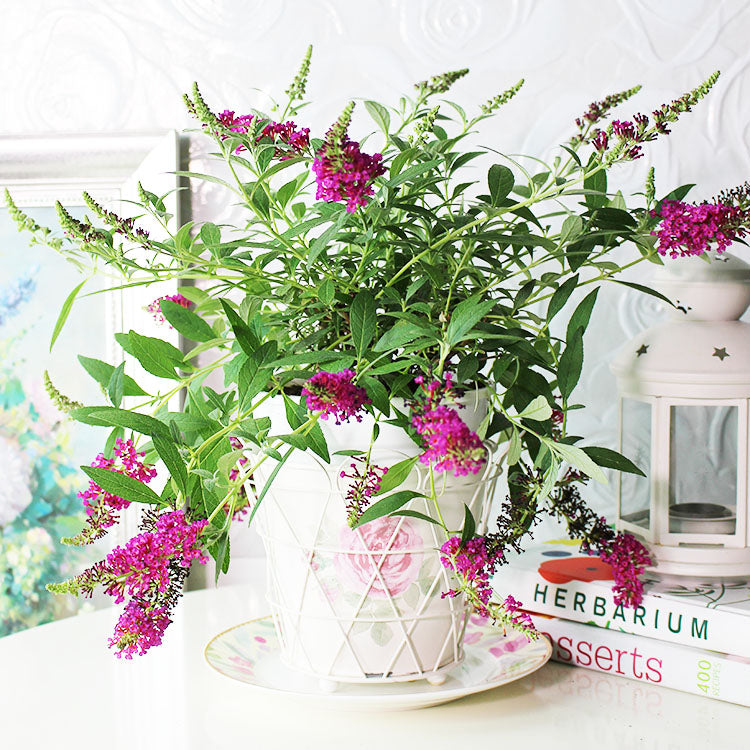 醉魚木 | 蝴蝶的蜜源植物 | 陽光植物