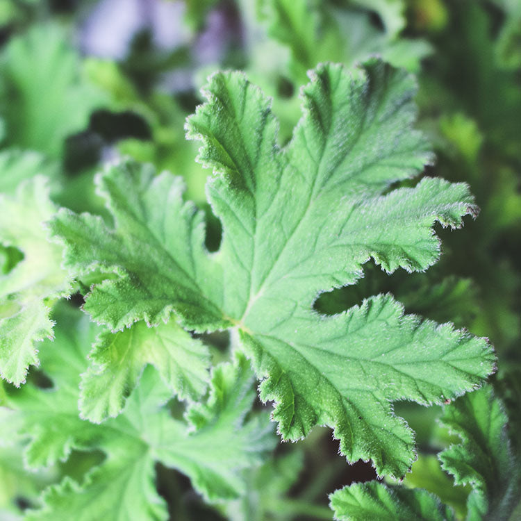 巧克力天竺葵 | 獨特的咖啡色塊 | 陽光植物