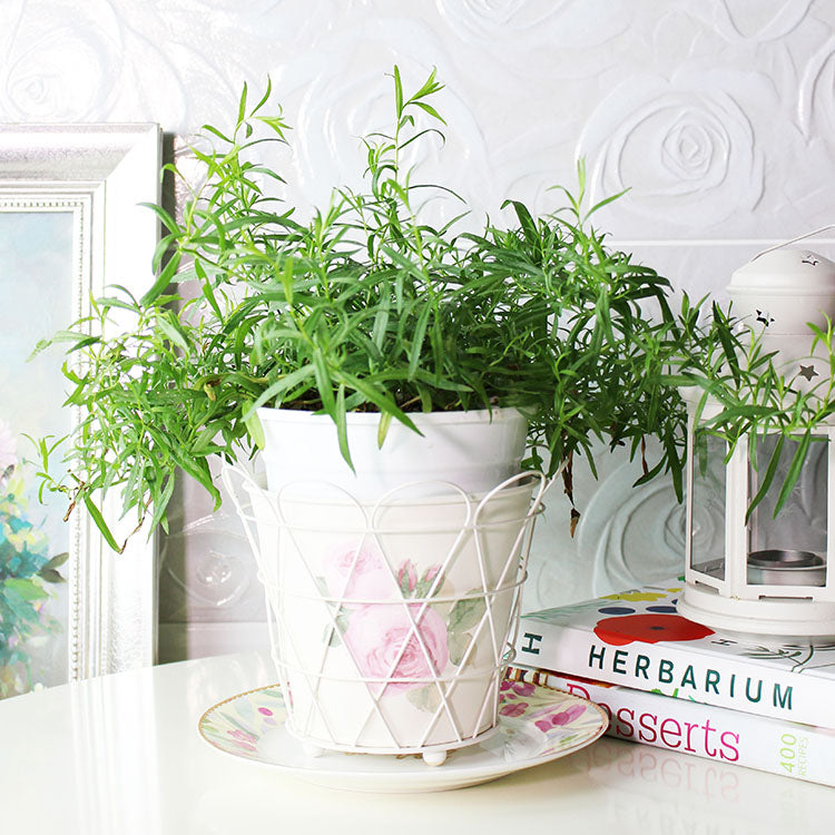 龍艾 | 法式醬汁的最愛 | 炒蛋 | 美乃滋 | 香草醋|龍蒿 | 香艾菊|陽光植物