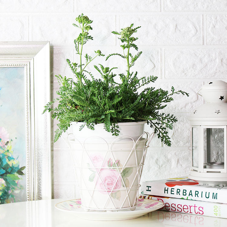 西洋蓍草|陽光植物|食用花|花色隨機|花和葉都可泡茶