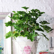 杏果天竺葵 | 甜杏仁油 + 莓果的香氣 | 陽光植物