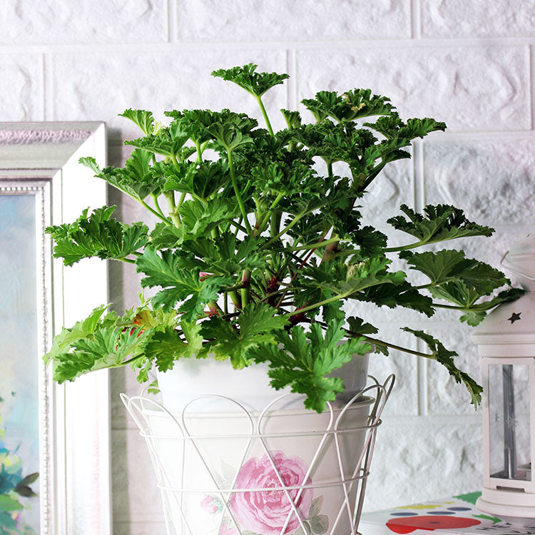 杏果天竺葵 | 甜杏仁油 + 莓果的香氣 | 陽光植物