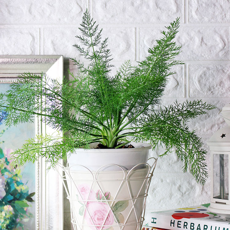 甜茴香 | 滷肉、蒸魚都很好搭配 | 陽光植物