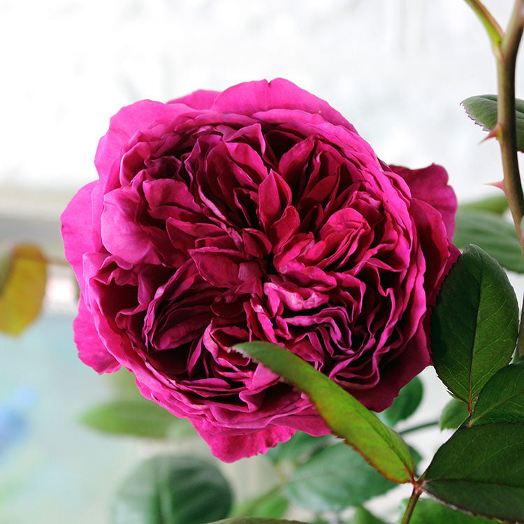 玫瑰盆栽|濃香、無刺、可食用| 蜜妮玫瑰|目前為紅花|荔枝香氣|陽光植物