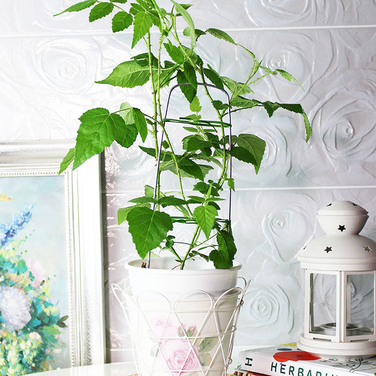 覆盆莓 | 覆盆子 | 葉片可泡茶 | 水果植物 | 陽光植物