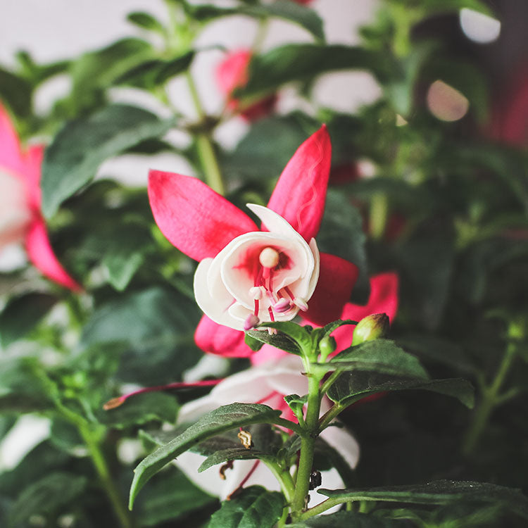 燈籠花 | 懸掛的小燈籠 |  吊鐘花 | 陽光植物