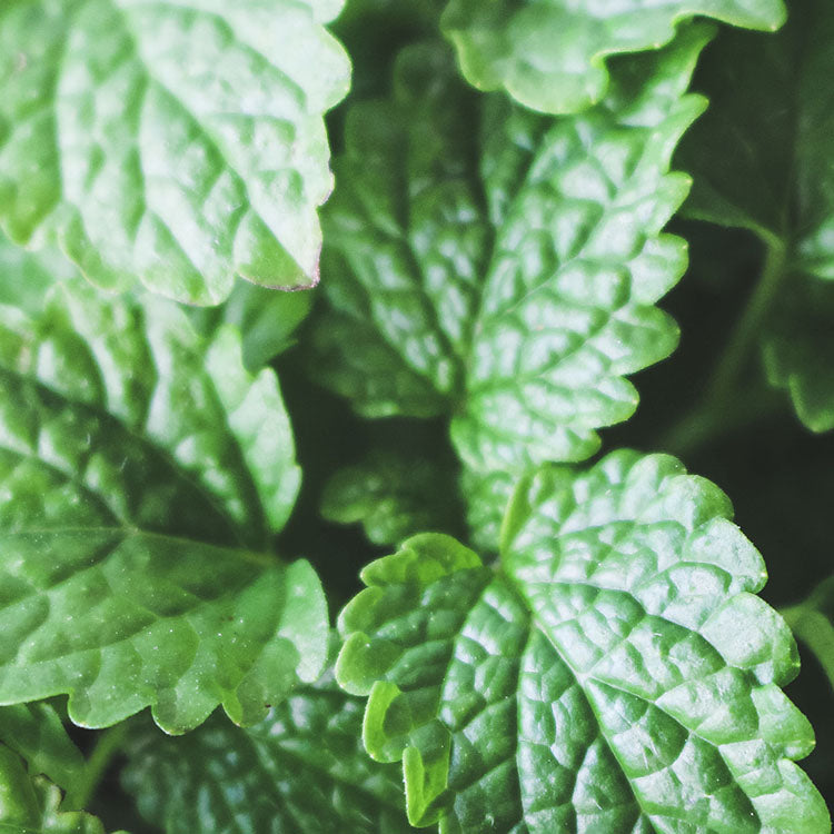 檸檬香蜂草 | 新居落成的絕佳禮物 | 心靈舒緩 | 檸檬香脂 | 陽光植物