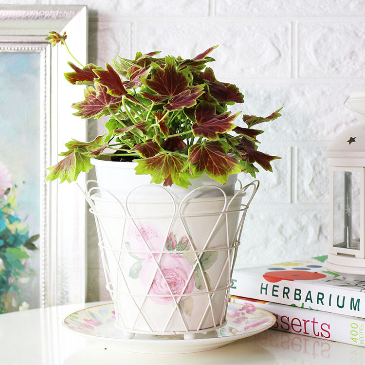 楓葉天竺葵 | 活力與熱情| 陽光植物