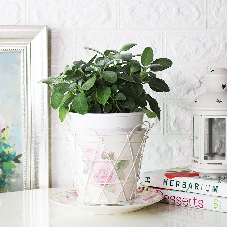 巴格旦鼠尾草 | 經典歐陸香料 | 搭配豬肉、魚 | 陽光植物