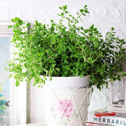 馬約蘭|牛至|馬鬱蘭|舒服的木質香氣|精油|泡茶|陽光植物