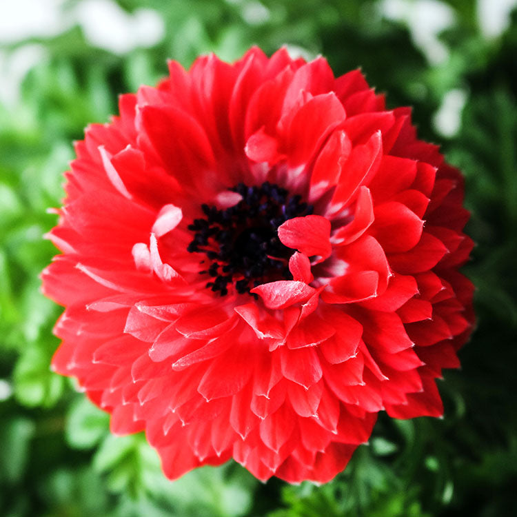 歐洲銀蓮花 | 白頭翁 | 西班牙萬壽菊 | 陽光植物