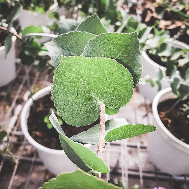 蘋果桉 | 尤加利的香氣 | 蘋果尤加利 | 陽光植物