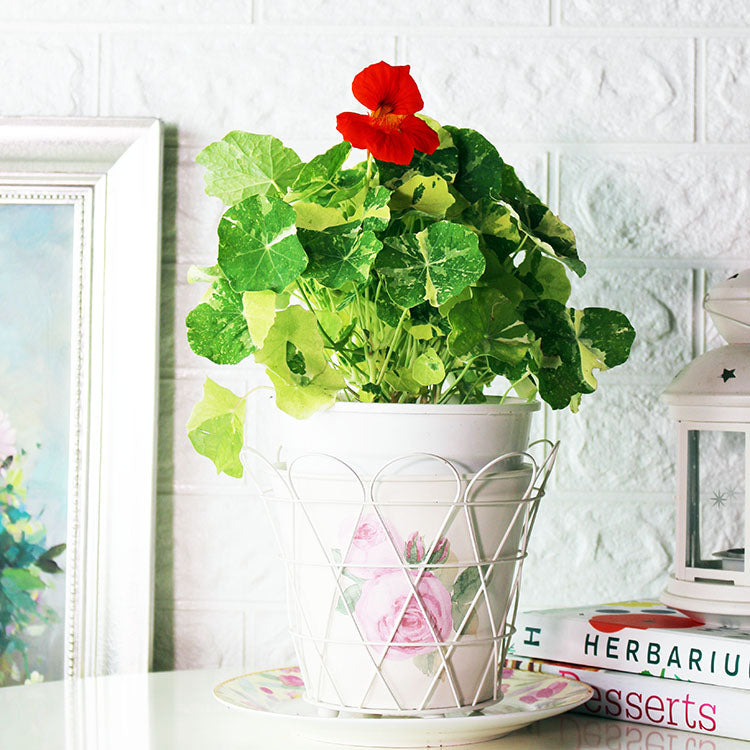 金蓮花 | 旱金蓮 | 花朵.葉片.種子都可以食用 | 食用花 | 陽光植物