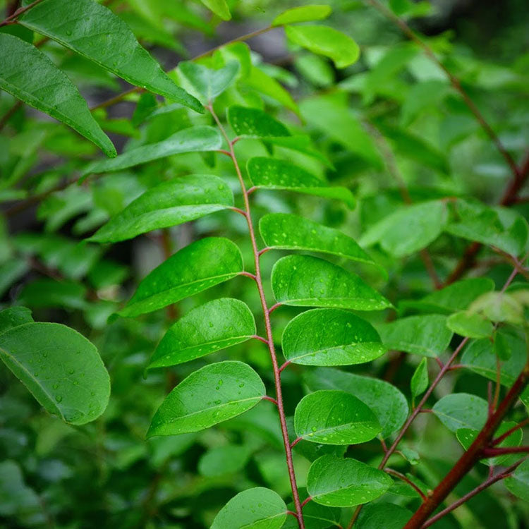 咖哩樹|可因氏月橘|陽光植物