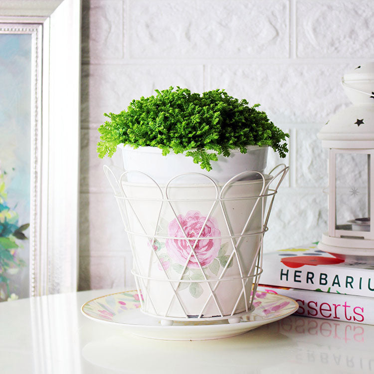 黃金捲柏 | 毛茸茸的葉片 |  陽光植物