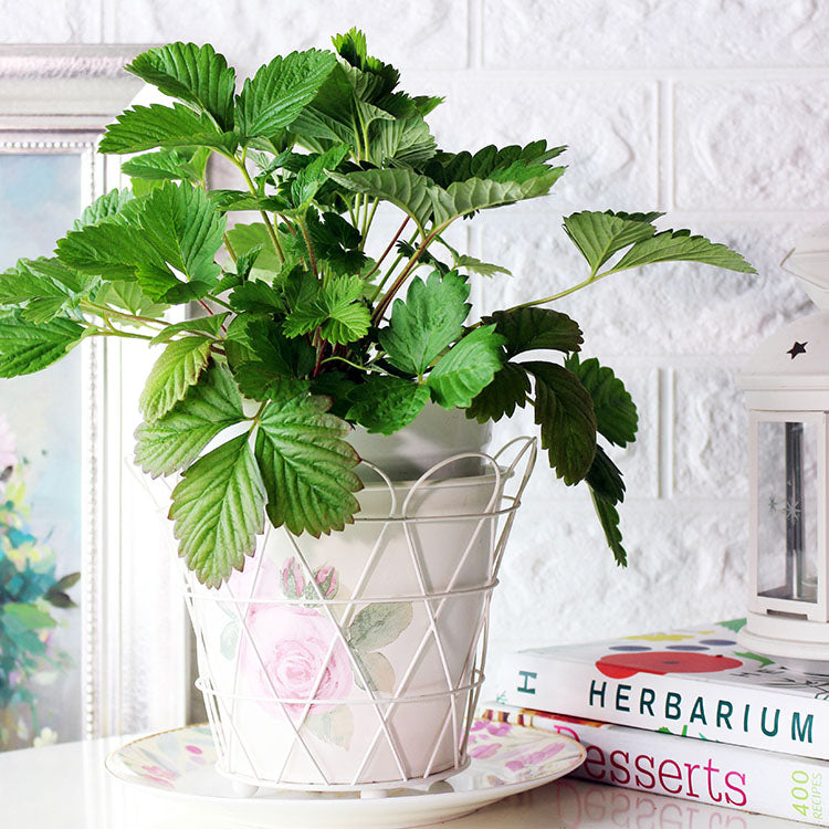 亞歷山大野草莓 | 迷你果實 | 濃郁香甜 | 陽光植物