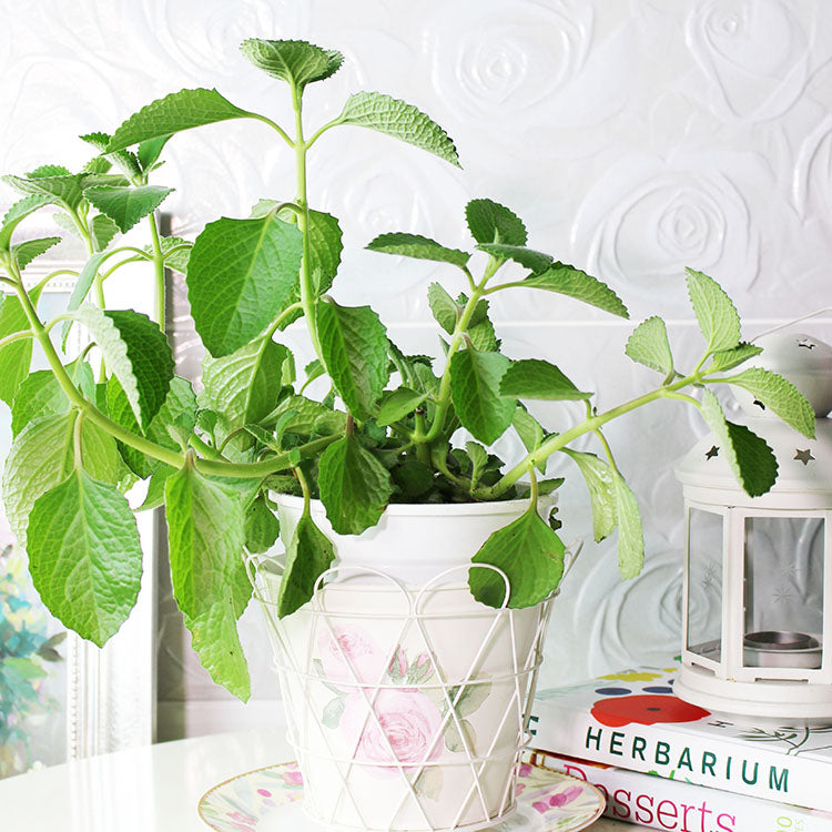 左手香 | 濃郁香氣 | 天然驅蟲 | 到手香 | 陽光植物