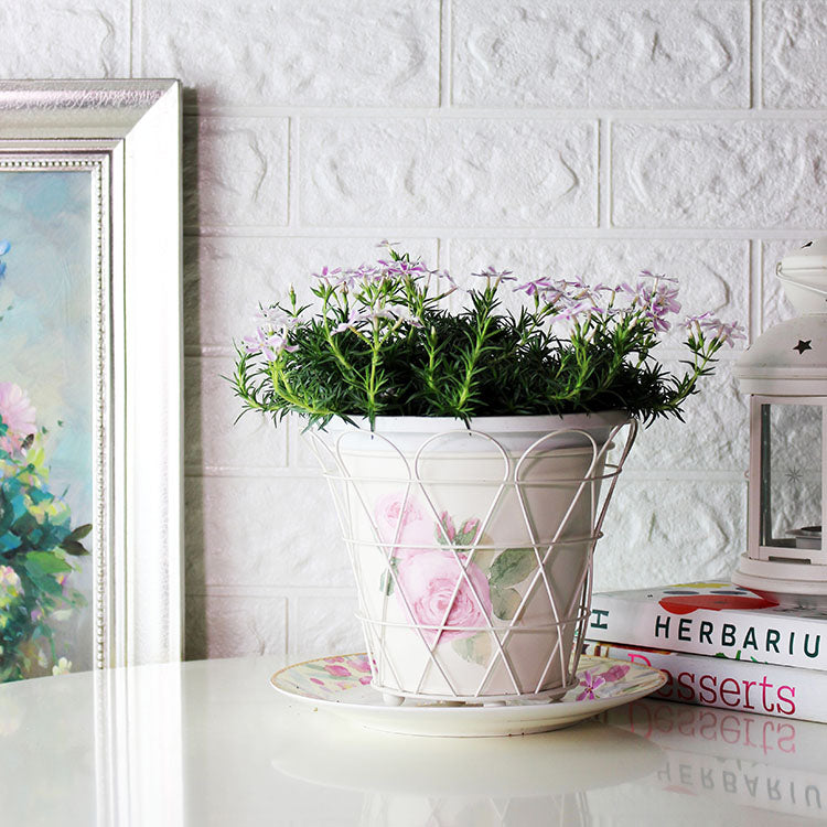 芝櫻 | 粉色雪花 | 迷你花毯 | 陽光植物