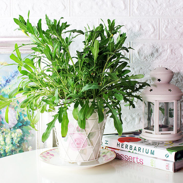 月見草 | 珍貴的月見草油 | 食用花 | 陽光植物