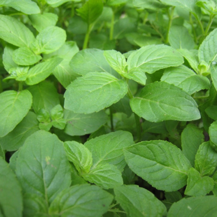 茱莉亞甜薄荷 | 清涼口感 | 最涼品種 | 陽光植物