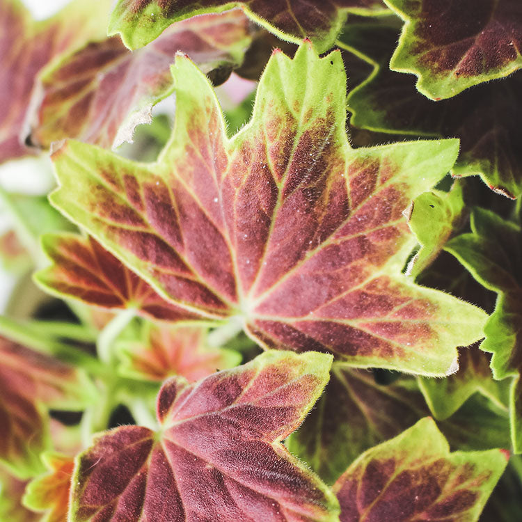 楓葉天竺葵 | 活力與熱情| 陽光植物