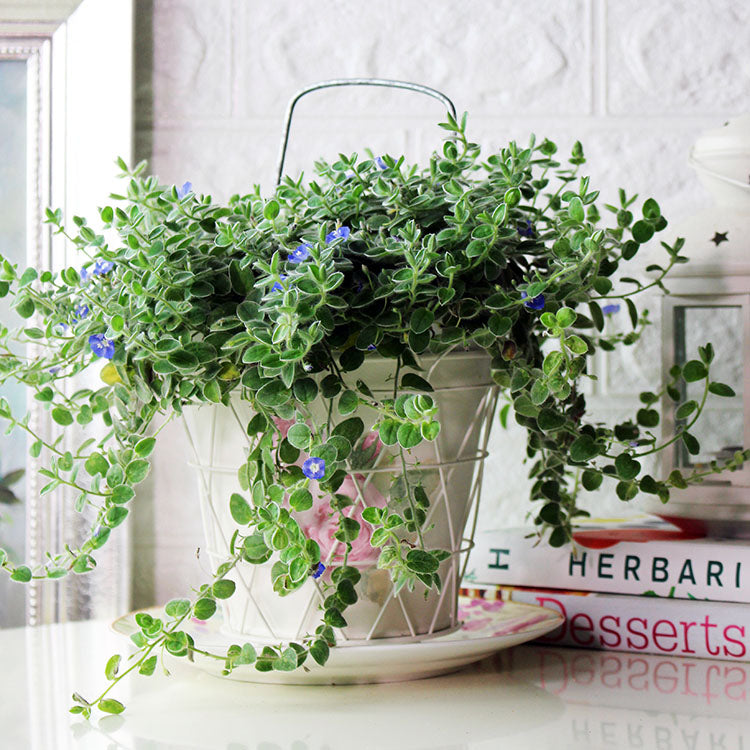 土丁桂|人字草|食用花|降低自由基|陽光植物