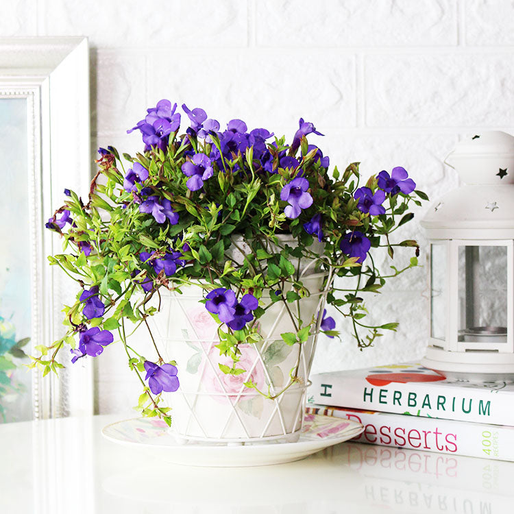 蝴蝶草 | 釘地蜈蚣 | 食用花 | 陽光植物