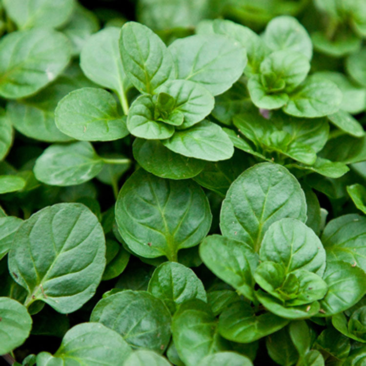 柑橘薄荷 | 濃郁果香 | 陽光植物