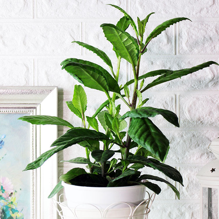 白鳳菜 | 陽光植物