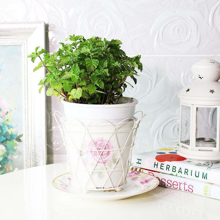 葡萄柚薄荷 | 趕走蒼蠅 | 土耕 | 濃郁的香氣 | 泡茶 | 陽光植物