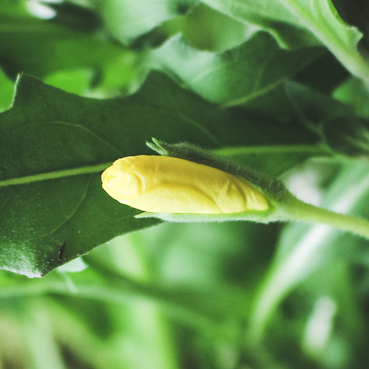 月見草 | 珍貴的月見草油 | 食用花 | 陽光植物