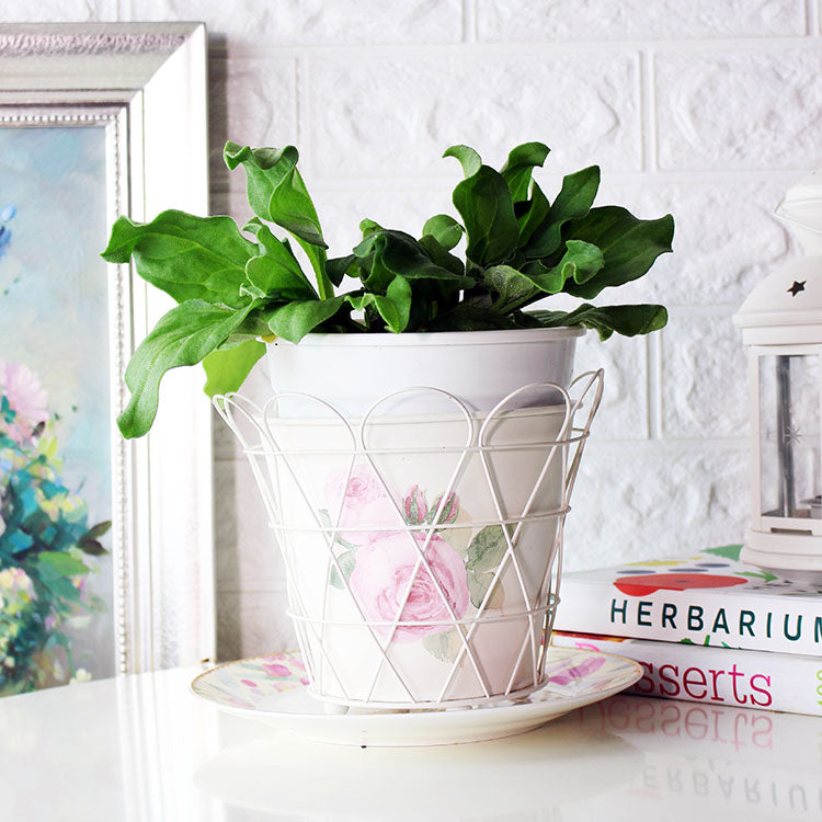 冰花 | 蓮霧的口感 | 冰菜 | 陽光植物