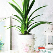 香蘭葉 | 班蘭葉 | 芋頭的香氣 | 跟白飯一起煮 | 陽光植物