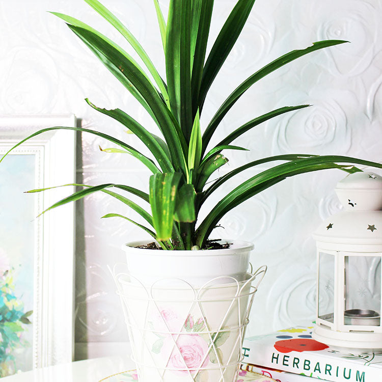 香蘭葉 | 班蘭葉 | 芋頭的香氣 | 跟白飯一起煮 | 陽光植物