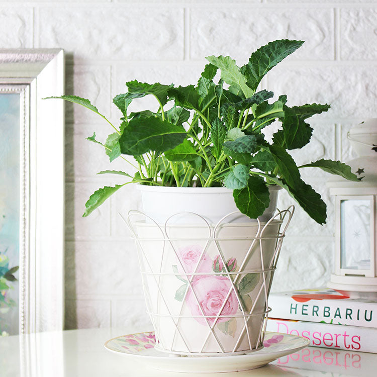 義大利羽衣甘藍 | 營養價值極高 | 陽光植物