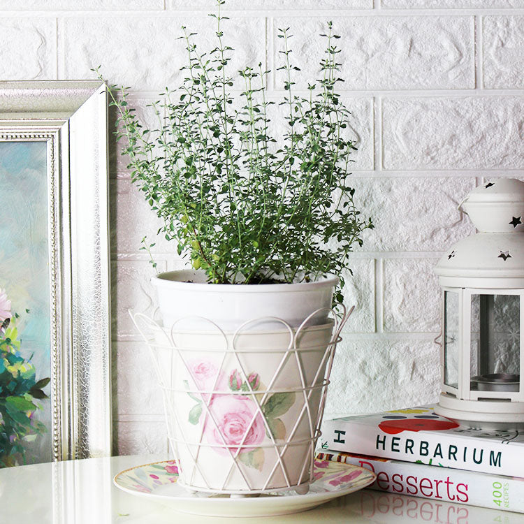 貓百里 | 貓苦草| 貓咪安全 | 發出呼嚕聲 | 陽光植物