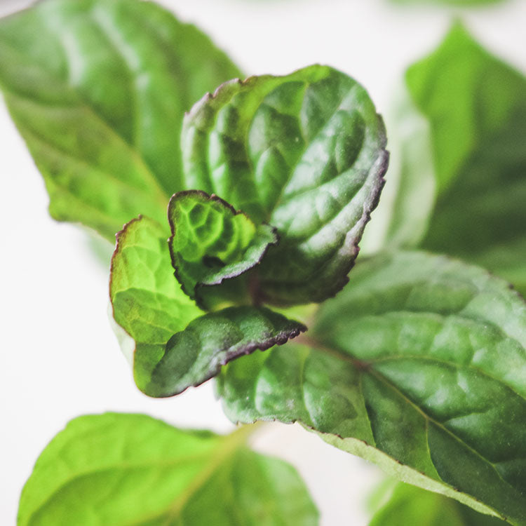 柳橙薄荷 | 清新果香 | 好照顧的薄荷 | 陽光植物