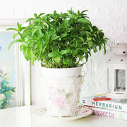 瑞士薄荷 | 回甘薄荷 | 陽光植物