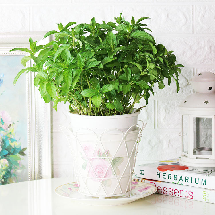 瑞士薄荷 | 回甘薄荷 | 陽光植物