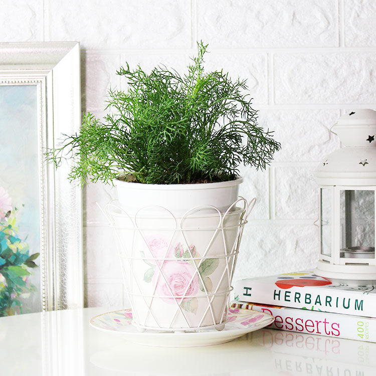 德國洋甘菊 | 寵物友善 | 兒童友善 | 陽光植物