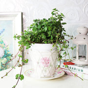 柑橘薄荷 | 濃郁果香 | 陽光植物